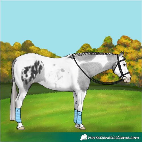 Horse Color:Black Splash Tobiano Appaloosa Rabicano 