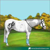 Horse Color:Black Splash Tobiano Appaloosa Rabicano 