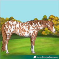 Horse Color:Chestnut Appaloosa