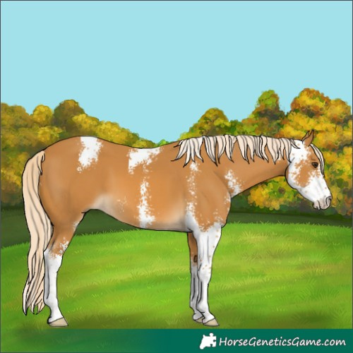 Horse Color:Palomino Sabino 