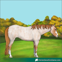 Horse Color:Red Roan 