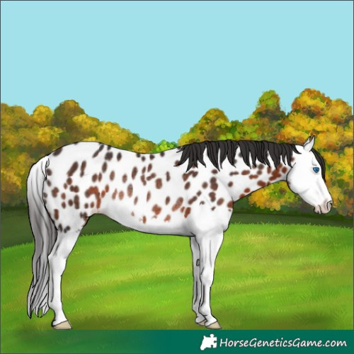 Horse Color:Brown Splash Appaloosa Rabicano 