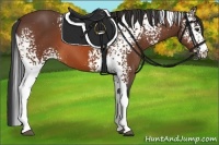 Horse Color:White Spotted Bay Tobiano