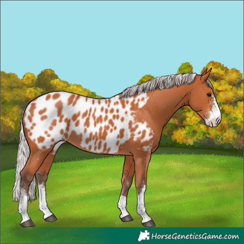 Horse Color:Silver Bay Sabino Appaloosa 