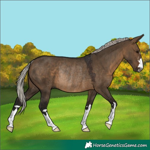 Horse Color:Gray Silver Brown Dun Rabicano 