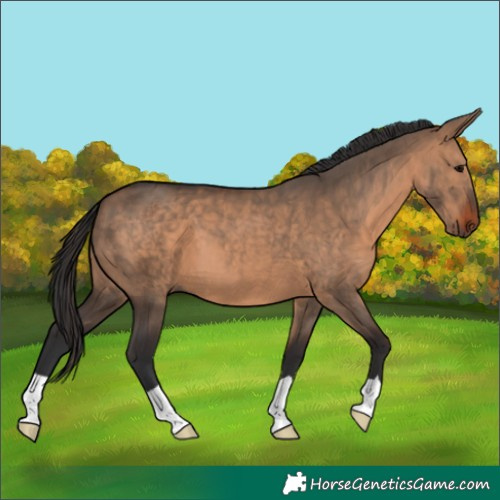 Horse Color:Brown Dun 