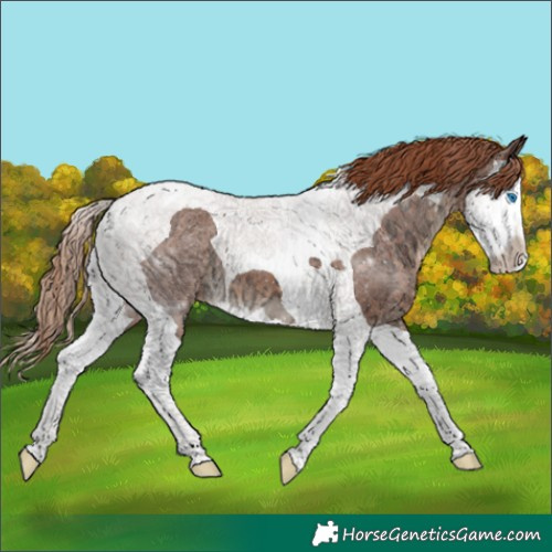 Horse Color:Chestnut Ice Splash Tobiano 