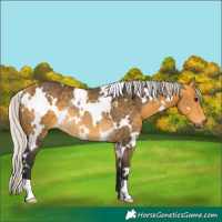 Horse Color:White Spotted Silver Buckskin Rabicano