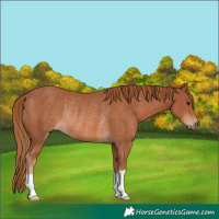 Horse Color:Chestnut Rabicano 