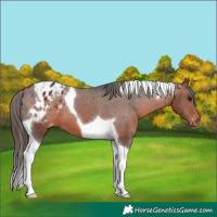 Horse Color:Bay Tobiano Blanket 