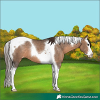 Horse Color:Brown Dun Splash Tobiano Appaloosa 