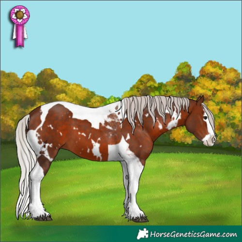 Horse Color:White Spotted Silver Brown Splash Tobiano