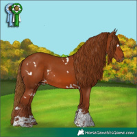 Horse Color:White Spotted Chestnut Tobiano Rabicano