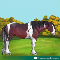 Horse Color:Bay Splash Tobiano