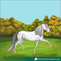 Horse Color:Platinum White Spotted Brown Dun Splash Tobiano 