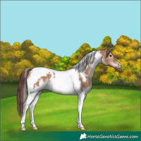 Horse Color:White Spotted Chocolate Bay Dun Tobiano 