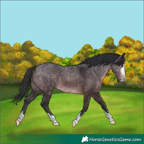 Horse Color:Brown Dun 