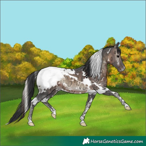 Horse Color:White Spotted Brown Ice Onyx Appaloosa 