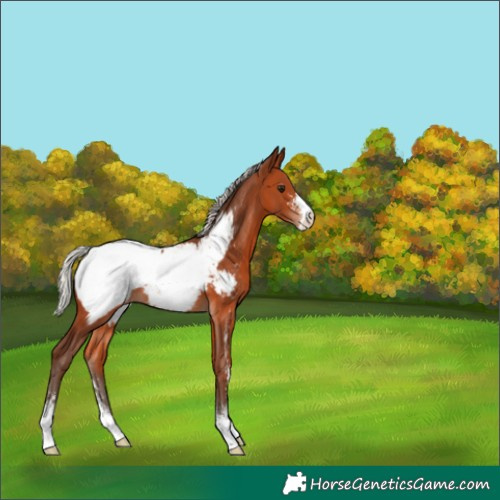 Horse Color:Silver Bay Sabino Appaloosa 