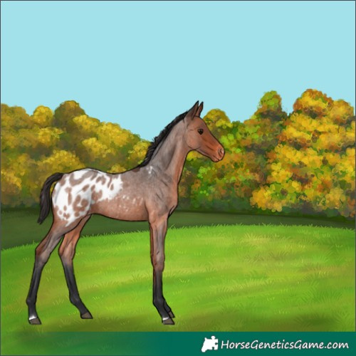 Horse Color:Bay Roan Appaloosa 
