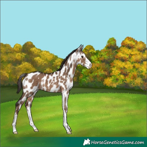 Horse Color:Liver Red Dun Sabino Appaloosa 