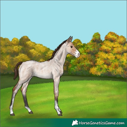 Horse Color:Bay Roan Dun Sabino Appaloosa 