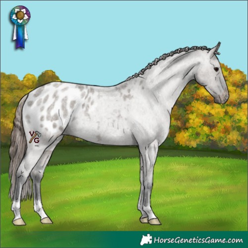 Horse Color:Grullo Roan Appaloosa 