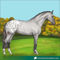 Horse Color:Grullo Roan Appaloosa 