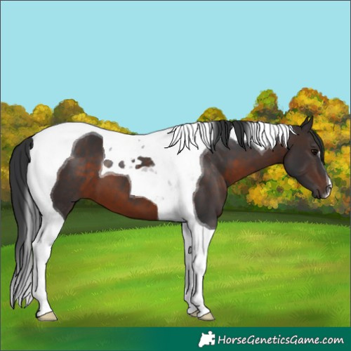 Horse Color:Brown Tobiano 