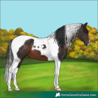 Horse Color:Brown Tobiano