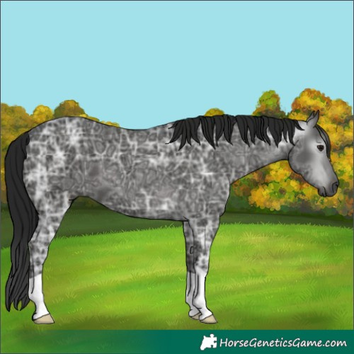 Horse Color:Gray Black Ice 