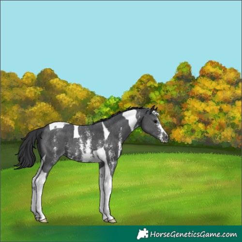Horse Color:Black Sabino Tobiano 