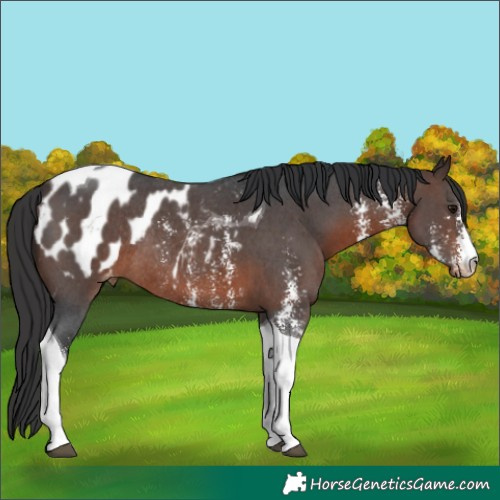 Horse Color:Brown Sabino Tobiano Appaloosa Rabicano 