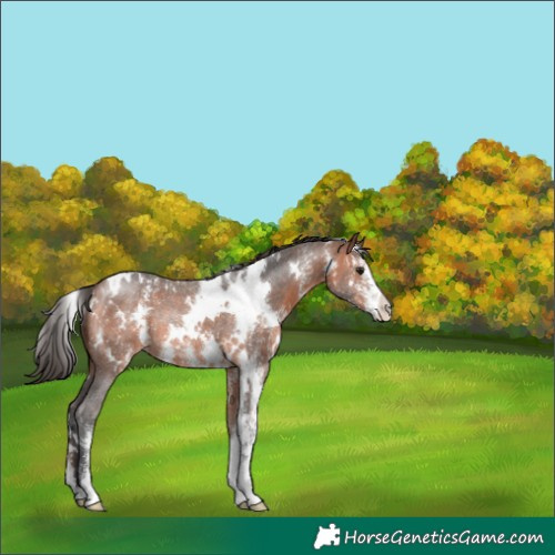 Horse Color:White Spotted Bay Sabino Rabicano