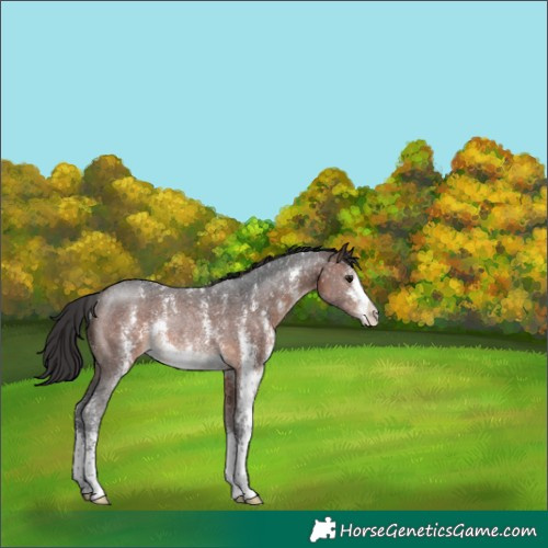 Horse Color:Brown Sabino Rabicano