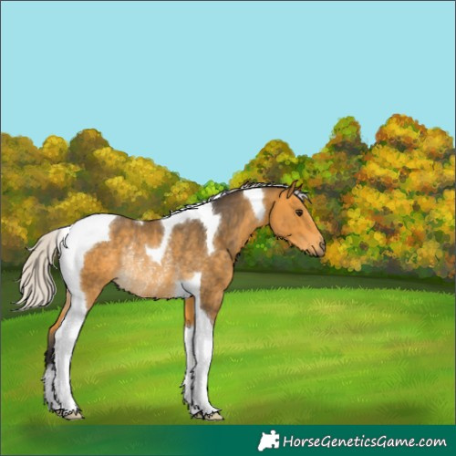 Horse Color:Silver Buckskin Tobiano Rabicano