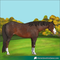 Horse Color:Liver Chestnut Appaloosa