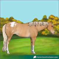 Horse Color:Palomino Blanket Rabicano