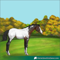 Horse Color:Brown Appaloosa Rabicano 