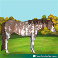 Horse Color:Liver Chestnut Sabino Rabicano 