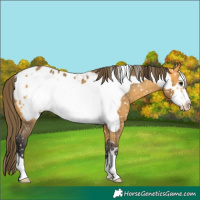 Horse Color:Buckskin Frame Appaloosa 