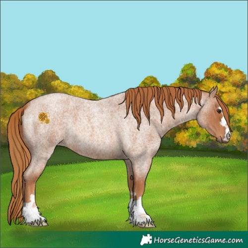 Horse Color:Red Roan 