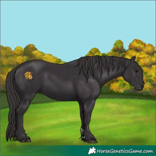 Horse Color:Smoky Black 
