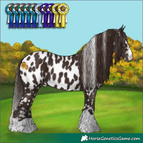 Horse Color:Liver Chestnut Near Leopard 