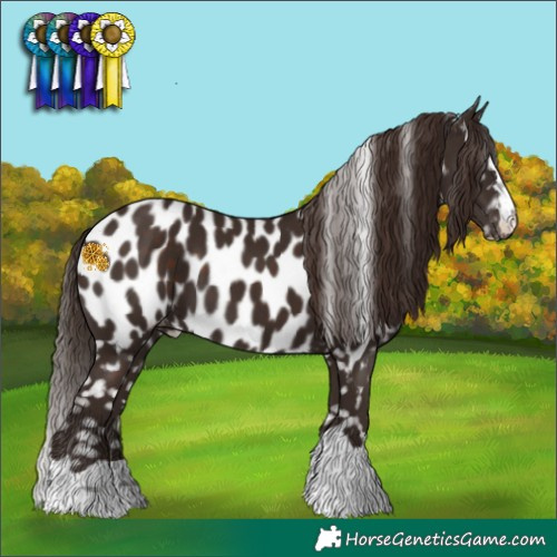 Horse Color:Liver Chestnut Appaloosa 