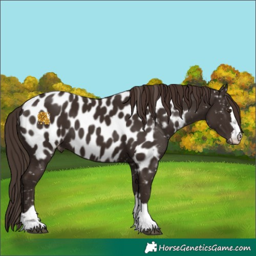 Horse Color:Liver Chestnut Appaloosa 