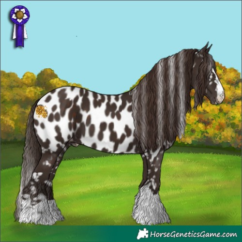 Horse Color:Liver Chestnut Appaloosa 