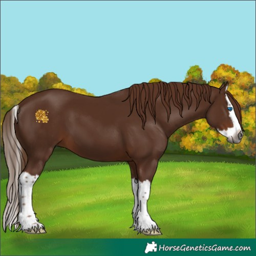 Horse Color:Gray Chestnut Splash 