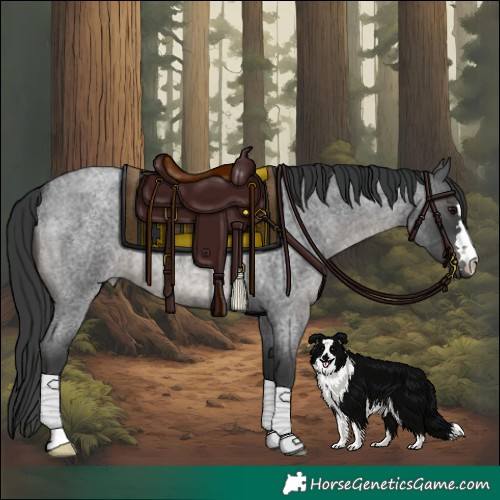 Horse Color:Blue Roan 