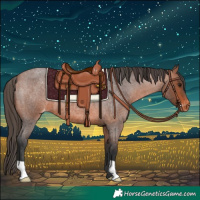 Horse Color:Bay Roan Appaloosa 